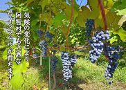 とても濃厚な味わいのぶどうジュース3本セット　長野県阿智村産で育ったワイン用ぶどうを贅沢に絞ってぶどう100％のジュースを作りました