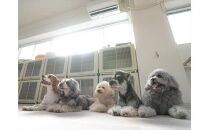 UONLY　ペットサロンチケット　1,000円×3枚【 ペットサロン 利用券 ウォンリー 大阪府 門真市 】