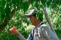 岡山白桃　約1.5kg（6玉前後）