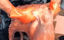 浜ゆで真タコ頭&nbsp;1/4カット&nbsp;100g×3個(水タコ)