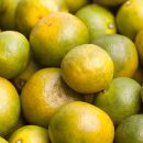 家庭用&nbsp;極早生有田みかん10kg+250g（傷み補償分）