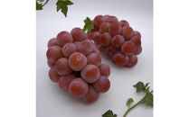 ぶどう&nbsp;2026年　ご家庭用　岡山県産クインニーナ1.2kg（2～3房）