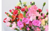 宮田村産『カーネーション』の花束　（通常発送、４月～１０月発送）