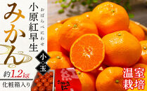 【6月中旬頃～発送】温室栽培&nbsp;小原紅早生みかん(小玉)&nbsp;約1.2kg&nbsp;化粧箱入り