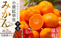 【6月中旬頃～発送】温室栽培&nbsp;小原紅早生みかん(小玉)&nbsp;約2kg&nbsp;化粧箱入り