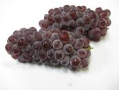 【6月下旬頃～発送】デラウェア&nbsp;約2kg&nbsp;(12～24房入り)&nbsp;葡萄&nbsp;ぶどう