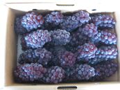 【6月下旬頃～発送】デラウェア&nbsp;約2kg&nbsp;(12～24房入り)&nbsp;葡萄&nbsp;ぶどう