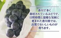 ピオーネ&nbsp;ぶどう&nbsp;葡萄&nbsp;約1kg&nbsp;(2房)