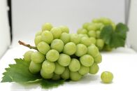 シャインマスカット&nbsp;約1kg&nbsp;(2房)&nbsp;化粧箱入り