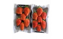 宮田村産　ウエストファームのいちご　やよいひめ　約240g×2パック（&nbsp;果物&nbsp;フルーツ&nbsp;上伊那&nbsp;長野&nbsp;信州&nbsp;産地直送&nbsp;&nbsp;新鮮&nbsp;甘い&nbsp;甘酸っぱい&nbsp;お取り寄せ&nbsp;人気&nbsp;ギフト&nbsp;贈答&nbsp;お祝い&nbsp;プレゼント&nbsp;スイーツ&nbsp;デザート&nbsp;ビタミンC&nbsp;限定&nbsp;国産&nbsp;日本産&nbsp;）
