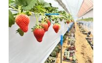 宮田村産　ウエストファームのいちご　やよいひめ　約240g×2パック（&nbsp;果物&nbsp;フルーツ&nbsp;上伊那&nbsp;長野&nbsp;信州&nbsp;産地直送&nbsp;&nbsp;新鮮&nbsp;甘い&nbsp;甘酸っぱい&nbsp;お取り寄せ&nbsp;人気&nbsp;ギフト&nbsp;贈答&nbsp;お祝い&nbsp;プレゼント&nbsp;スイーツ&nbsp;デザート&nbsp;ビタミンC&nbsp;限定&nbsp;国産&nbsp;日本産&nbsp;）