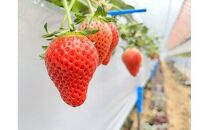 宮田村産　ウエストファームのいちご　やよいひめ　約240g×4パック（&nbsp;果物&nbsp;フルーツ&nbsp;上伊那&nbsp;長野&nbsp;信州&nbsp;産地直送&nbsp;&nbsp;新鮮&nbsp;甘い&nbsp;甘酸っぱい&nbsp;お取り寄せ&nbsp;人気&nbsp;ギフト&nbsp;贈答&nbsp;お祝い&nbsp;プレゼント&nbsp;スイーツ&nbsp;デザート&nbsp;ビタミンC&nbsp;限定&nbsp;国産&nbsp;日本産&nbsp;）