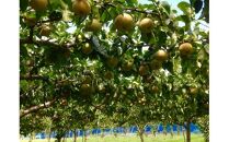 山の中の小さな果樹園『適熟の幸水梨』（５ｋｇ）