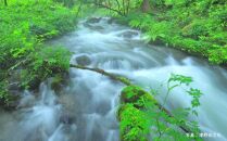 宮田村産こだわりのヤマメ12匹セット（息吹館）【山女&nbsp;山女魚&nbsp;やまめ&nbsp;魚介類&nbsp;魚貝類&nbsp;&nbsp;水産&nbsp;BBQ&nbsp;キャンプ&nbsp;季節限定&nbsp;お魚&nbsp;さかな&nbsp;食品&nbsp;駒ヶ岳&nbsp;清流&nbsp;上伊那&nbsp;宮田村&nbsp;長野&nbsp;ご当地グルメ&nbsp;高級&nbsp;食材&nbsp;人気&nbsp;贈答&nbsp;ギフト&nbsp;お祝い&nbsp;プレゼント&nbsp;プレミアム&nbsp;食文化&nbsp;高級食材&nbsp;お取り寄せ&nbsp;山荘&nbsp;息吹館&nbsp;新鮮】