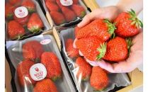 宮田村産　ウエストファームのいちご　紅ほっぺ　約240g×4パック