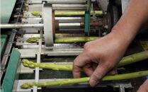 【予約受付 7月～】長野県宮田村産！　アスパラガス２ｋｇ（野菜 食品 人気 新鮮 健康 美味しい 春 夏 おつまみ 茹で マヨネーズ 栄養 地元産 国産 日本産 高品質 自然派 上伊那 宮田村 長野 信州 人気）