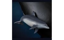 NatureTales&nbsp;セミクジラ親子【&nbsp;フィギュア&nbsp;アニマルフィギュアコレクション&nbsp;大阪府&nbsp;門真市&nbsp;】