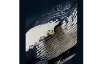 NatureTales ザトウクジラ親子【 フィギュア アニマルフィギュアコレクション 大阪府 門真市 】