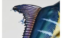 NatureTales&nbsp;クロカジキ【&nbsp;フィギュア&nbsp;アニマルフィギュアコレクション&nbsp;大阪府&nbsp;門真市&nbsp;】