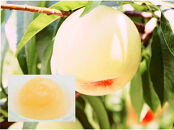 岡山県産清水白桃使用『桃太郎ゼリー』9個入り