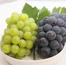 2026年&nbsp;くぼ農園&nbsp;ぶどう&nbsp;セレクション&nbsp;4房（合計約2.0kg）