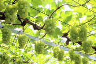 2026年&nbsp;くぼ農園&nbsp;ぶどう&nbsp;セレクション&nbsp;4房（合計約2.0kg）