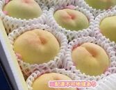 岡山市産 旬の白桃セレクション 約2kg くぼ農園