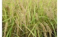 【令和8年産・新米予約・定期便】地元の人に愛され続けている昔ながらの従来コシヒカリ&nbsp;5kg×12か月　新潟県南魚沼産【2026年10月上旬より1ヶ月以内に順次発送予定】