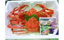 【活】タグ付き松葉ガニ　特大2枚※2025年11月上旬～2026年3月下旬頃に順次発送予定