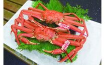 【活】タグ付き松葉ガニ　大2枚※2025年11月上旬～2026年3月下旬頃に順次発送予定｜&nbsp;蟹&nbsp;かに&nbsp;松葉ガニ&nbsp;松葉蟹&nbsp;タグ付き&nbsp;鳥取県産&nbsp;北栄町&nbsp;おすすめ&nbsp;人気