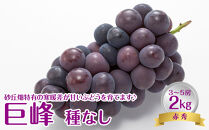738.【先行予約】【ＪＡ】　巨峰（種なし）赤秀2kg箱（3～5房入）　※着日指定不可　※離島への配送不可　※2025年8月初旬頃～8月中旬頃に順次発送予定