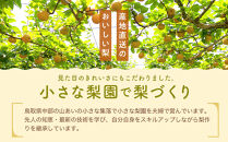 【先行予約】【家庭用】二十世紀梨&nbsp;5kg前後&nbsp;(10個～16個前後)&nbsp;鳥取県産&nbsp;※着日指定不可&nbsp;※2026年8月下旬～9月中旬頃に順次発送予定【梨&nbsp;なし&nbsp;訳あり&nbsp;5kg&nbsp;新鮮&nbsp;2026年&nbsp;令和8年&nbsp;二十世紀&nbsp;鳥取県&nbsp;北栄町&nbsp;おすすめ&nbsp;人気&nbsp;大容量&nbsp;国産&nbsp;送料無料&nbsp;20世紀】