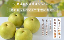 【先行予約】【家庭用】二十世紀梨&nbsp;5kg前後&nbsp;(10個～16個前後)&nbsp;鳥取県産&nbsp;※着日指定不可&nbsp;※2026年8月下旬～9月中旬頃に順次発送予定【梨&nbsp;なし&nbsp;訳あり&nbsp;5kg&nbsp;新鮮&nbsp;2026年&nbsp;令和8年&nbsp;二十世紀&nbsp;鳥取県&nbsp;北栄町&nbsp;おすすめ&nbsp;人気&nbsp;大容量&nbsp;国産&nbsp;送料無料&nbsp;20世紀】