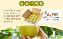 【先行予約】【家庭用】二十世紀梨&nbsp;5kg前後&nbsp;(10個～16個前後)&nbsp;鳥取県産&nbsp;※着日指定不可&nbsp;※2026年8月下旬～9月中旬頃に順次発送予定【梨&nbsp;なし&nbsp;訳あり&nbsp;5kg&nbsp;新鮮&nbsp;2026年&nbsp;令和8年&nbsp;二十世紀&nbsp;鳥取県&nbsp;北栄町&nbsp;おすすめ&nbsp;人気&nbsp;大容量&nbsp;国産&nbsp;送料無料&nbsp;20世紀】