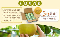 【先行予約】【贈答用】&nbsp;二十世紀梨&nbsp;5kg前後&nbsp;(10個～14個前後)&nbsp;鳥取県産&nbsp;※着日指定不可&nbsp;※2026年8月下旬～9月中旬頃に順次発送予定【梨&nbsp;なし&nbsp;ギフト&nbsp;5kg&nbsp;新鮮&nbsp;2026年&nbsp;令和8年&nbsp;二十世紀&nbsp;鳥取県&nbsp;北栄町&nbsp;おすすめ&nbsp;人気&nbsp;大容量&nbsp;国産&nbsp;送料無料】