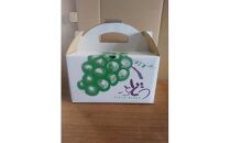 266.【品種はおまかせ】ブラックオリンピアと他品種のセット（種なし） 1kg以上※2025年8月下旬頃より順次発送予定【葡萄 ぶどう 旬 果物 フルーツ 新鮮 鳥取 おすすめ 人気】