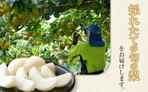 梨&nbsp;甘太（かんた）5kg（JA）※2025年9月下旬～10月上旬頃に順次発送予定【梨&nbsp;なし&nbsp;ナシ&nbsp;甘太&nbsp;フルーツ&nbsp;果物&nbsp;鳥取県&nbsp;北栄町&nbsp;おすすめ&nbsp;人気】