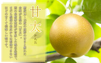 梨&nbsp;甘太（かんた）5kg（JA）※2025年9月下旬～10月上旬頃に順次発送予定【梨&nbsp;なし&nbsp;ナシ&nbsp;甘太&nbsp;フルーツ&nbsp;果物&nbsp;鳥取県&nbsp;北栄町&nbsp;おすすめ&nbsp;人気】