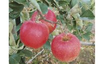 【品種はおまかせ】季節のりんご&nbsp;5kg箱&nbsp;※2025年10月上旬～10月下旬頃に順次発送予定【りんご&nbsp;林檎&nbsp;フルーツ&nbsp;果物&nbsp;新鮮&nbsp;先行予約&nbsp;おまかせ&nbsp;季節&nbsp;鳥取県&nbsp;北栄町&nbsp;おすすめ&nbsp;人気】