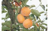 748.【先行予約】【ＪＡ】　富有柿　赤秀2Ｌ 3kg箱（12玉）※着日指定不可　※離島への配送不可　※2026年11月初旬頃～11月下旬頃に順次発送予定【柿 かき 大容量 果物 鳥取県 北栄町 おすすめ 人気】