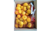 341.柚子（ゆず）玉　1.7kg前後 ※2025年11月中旬～11月下旬頃に順次発送予定 ※北海道・沖縄・離島への配送不可