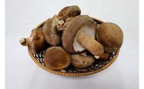 352.【冷蔵】原木しいたけ&nbsp;サンシェードプリンス　※北海道・沖縄・離島&nbsp;以外への配送　※2025年12月中旬～2026年2月上旬頃に順次発送予定｜しいたけ&nbsp;椎茸&nbsp;野菜&nbsp;きのこ&nbsp;新鮮&nbsp;肉厚&nbsp;旨味&nbsp;北栄町&nbsp;鳥取県&nbsp;おすすめ&nbsp;人気