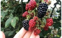 392.ブラックベリージャム4本セット