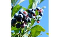 395.前田農園&nbsp;ヨーグルトのためのブルーベリーソース3本セット|ヨーグルト&nbsp;ブルーベリー&nbsp;ブルーベリーソース&nbsp;ブルーベリージャム&nbsp;ジャム&nbsp;アイス&nbsp;バニラアイス&nbsp;甘い&nbsp;鳥取県&nbsp;北栄町&nbsp;おすすめ&nbsp;人気&nbsp;&nbsp;&nbsp;&nbsp;&nbsp;&nbsp;&nbsp;