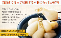 ラッキョウ漬け　（ビン入り：110g×2本・180g×1本　袋入り：180g×1袋）【らっきょう&nbsp;らっきょ&nbsp;ご飯&nbsp;カレー&nbsp;セット商品&nbsp;鳥取県産&nbsp;北栄町&nbsp;おすすめ&nbsp;人気&nbsp;新鮮&nbsp;パリ&nbsp;パリッ】