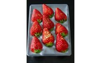 587.プレミアム甘熟いちご　※2026年1月中旬頃～2026年3月下旬頃に順次発送予定【いちご&nbsp;苺&nbsp;フルーツ&nbsp;果物&nbsp;新鮮&nbsp;甘い&nbsp;おすすめ&nbsp;人気&nbsp;プレミアム&nbsp;鳥取県&nbsp;北栄町】