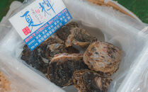 625.【2026年6月上旬以降発送&nbsp;先行予約】鳥取県産　天然岩ガキ『夏輝』&nbsp;おまかせ2kg(約6～9個)&nbsp;牡蠣&nbsp;カキ&nbsp;※1個の重さによって個数が変わります※着日指定不可※2026年6月上旬～8月下旬頃に順次発送予定【牡蠣&nbsp;かき&nbsp;岩ガキ&nbsp;いわがき&nbsp;甲殻類&nbsp;新鮮&nbsp;鳥取&nbsp;北栄町&nbsp;おすすめ&nbsp;人気】