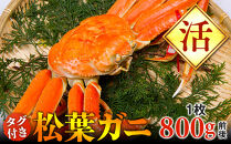 【活】タグ付き　松葉ガニ　大1枚（800g前後）◇【着日指定不可】※2025年11月上旬～2026年3月下旬頃に順次発送予定《かに&nbsp;カニ&nbsp;蟹》