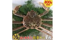 おすすめ 693.[早期受付][活]足1本なし 訳あり 松葉ガニ 大1枚(800g前後)[かに カニ 蟹 ズワイガニ ]※着日指定不可※2025年11月上旬頃から順次発送予定