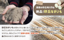 【ご自宅用】鳥取特産品　砂丘ながいも（カット）3kg【家庭用&nbsp;長芋&nbsp;芋&nbsp;いも&nbsp;とろろ&nbsp;鳥取県産&nbsp;北栄町&nbsp;新鮮&nbsp;おすすめ&nbsp;人気&nbsp;鳥取県産】